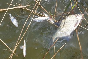 viele tote weißfische - kein grund zur besorgnis
